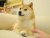 Shibe_Inu_Doge_meme.jpg