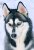 siberian-husky-pics.jpg