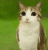 owl-cat-кот-сова.gif