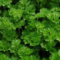 saltedparsley