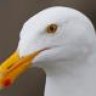 a seagull