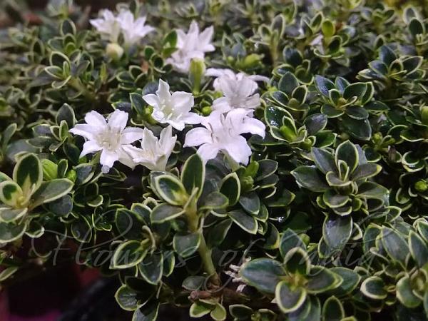 Serissa foetida 'Variegata' - Snow Rose